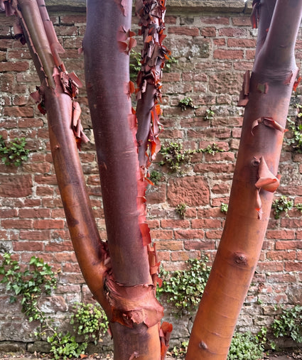 Papieresdoorn (Meerstammig) - Acer griseum