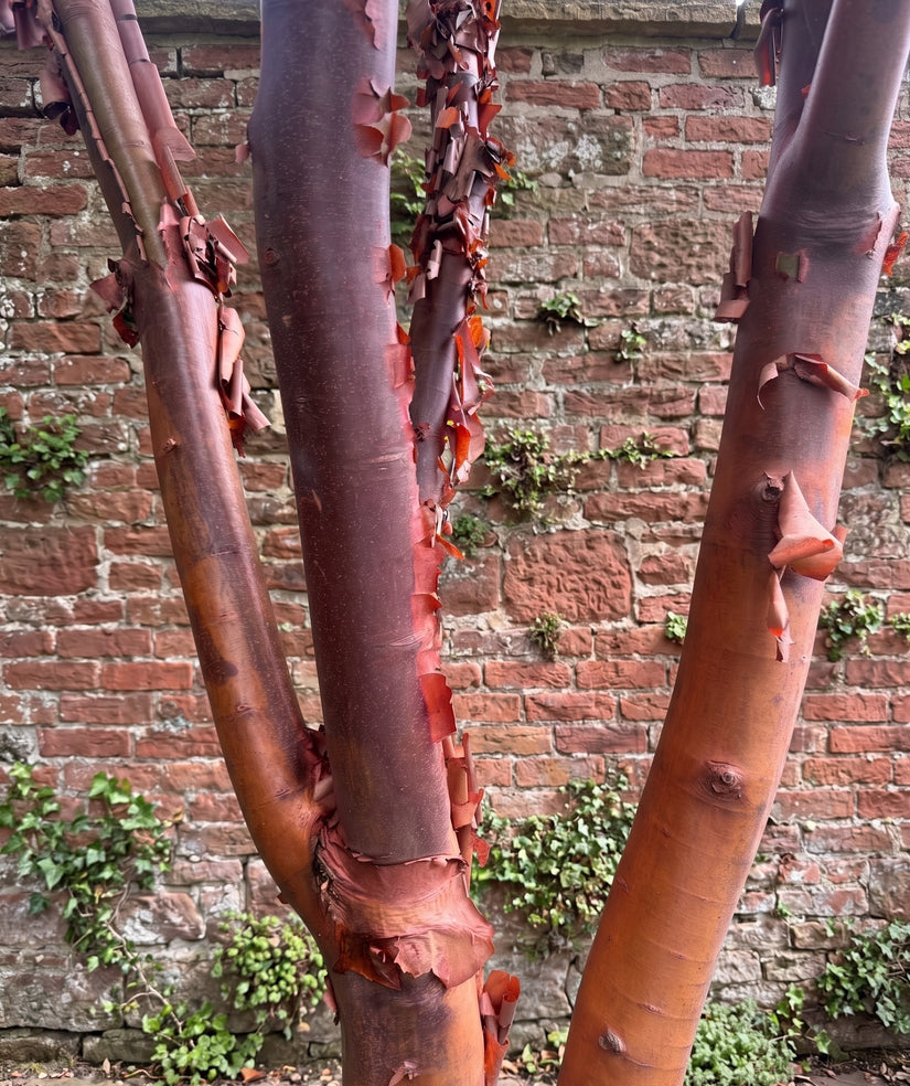 Papieresdoorn - Acer griseum