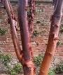 Papieresdoorn - Acer griseum