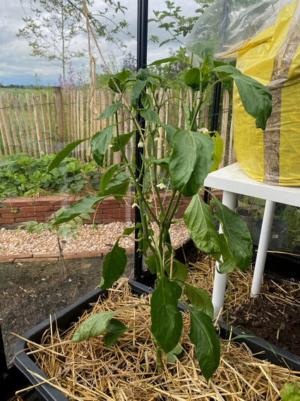 Paprika - Capsicum annuum - Zoete puntpaprika