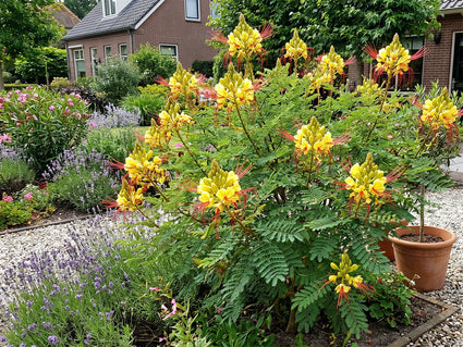 Paradijsvogelstruik - Caesalpinia gilliesii