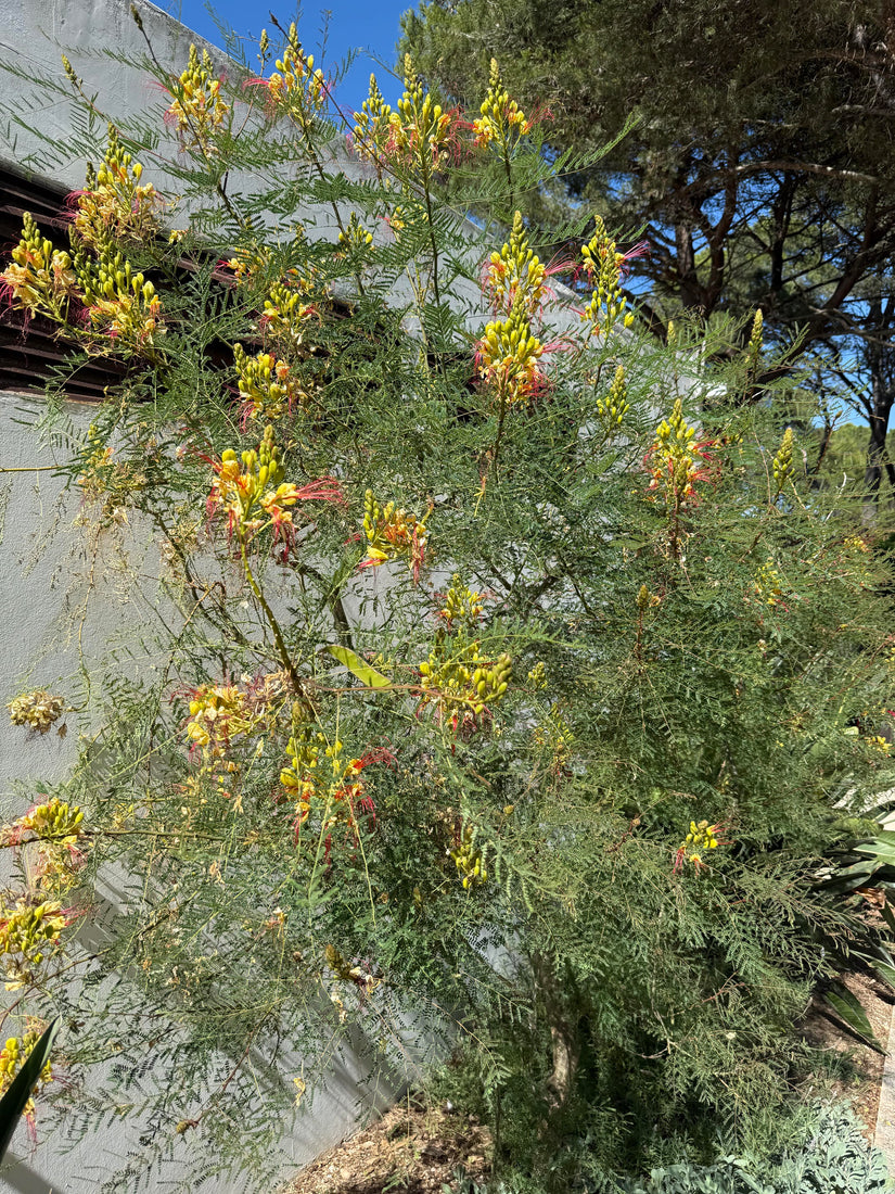 Paradijsvogelstruik - Caesalpinia gilliesii