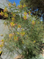 Paradijsvogelstruik - Caesalpinia gilliesii