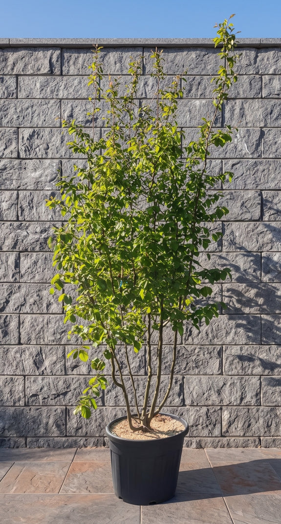 Perzisch ijzerhout - Parrotia persica 'Bella'