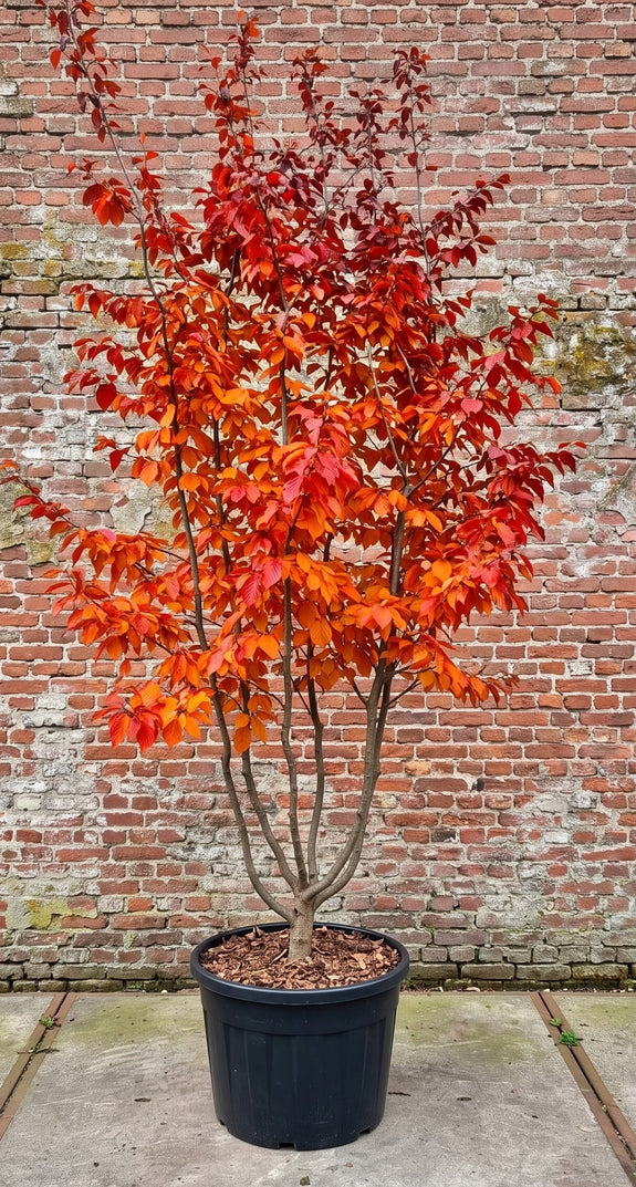 Perzisch ijzerhout (Meerstammig) - Parrotia persica 'Bella'