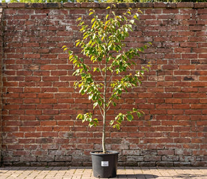 Meerstammig, C10 pot - 160-180 CM