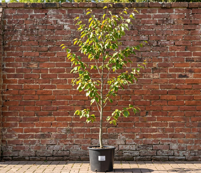 Perzisch ijzerhout - Parrotia Persica