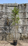 Perzisch ijzerhout - Parrotia Persica - Hoogstam boom