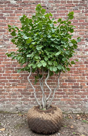 Meerstammige met stevige kluit 250-300 cm