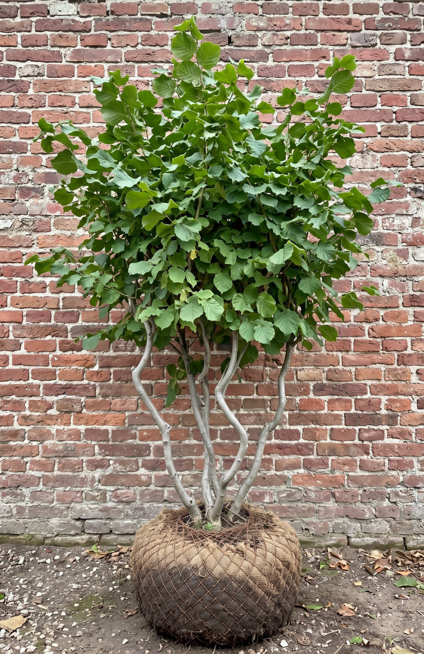 Perzisch ijzerhout (Meerstammig) - Parrotia persica