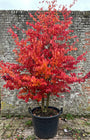 Perzisch ijzerhout (Meerstammig) - Parrotia persica