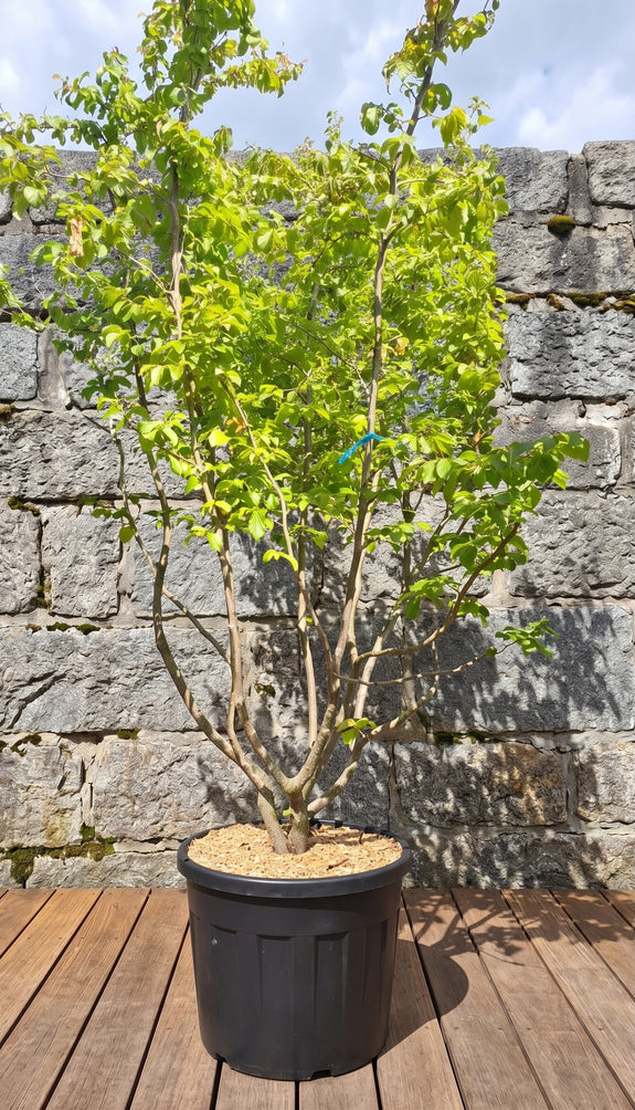 Perzisch ijzerhout - Parrotia Persica