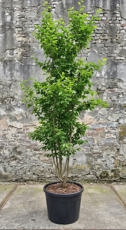 Perzisch ijzerhout (Meerstammig) - Parrotia persica 'Vanessa'