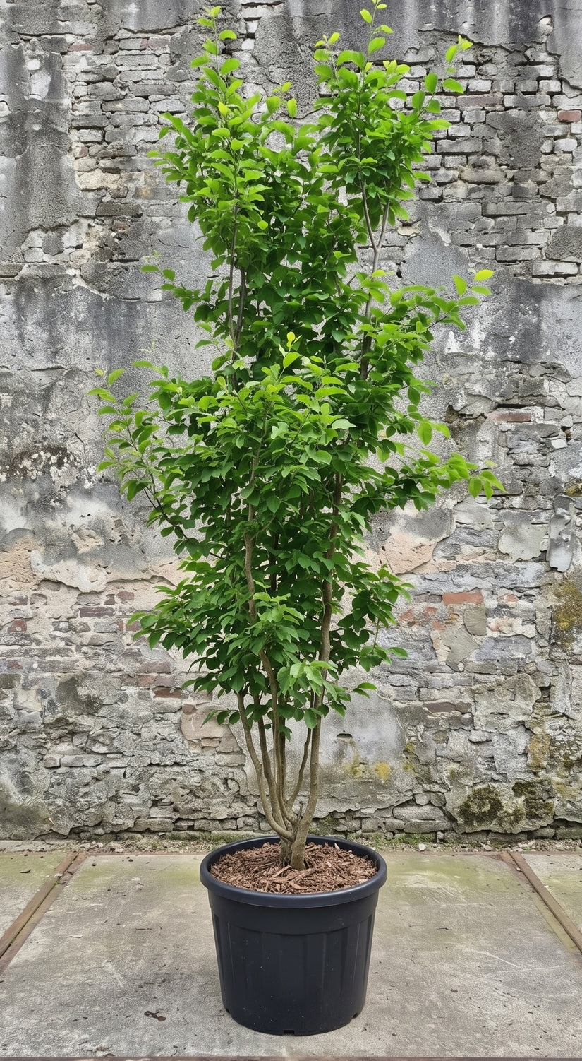 Perzisch ijzerhout (Meerstammig) - Parrotia persica 'Vanessa'