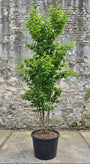 Perzisch ijzerhout (Meerstammig) - Parrotia persica 'Vanessa'