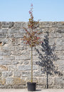 Perzisch ijzerhout - Parrotia persica 'Vanessa' Hoogstam boom