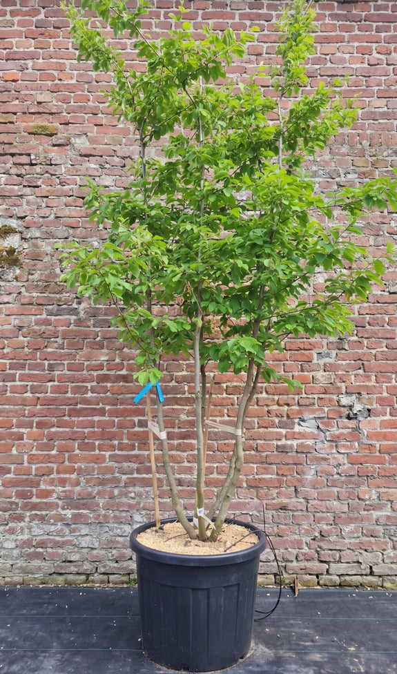 Meerstammige Perzisch ijzerhout - Parrotia persica 'Vanessa'