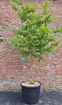 Meerstammige Perzisch ijzerhout - Parrotia persica 'Vanessa' (Slanke zuilvorm)