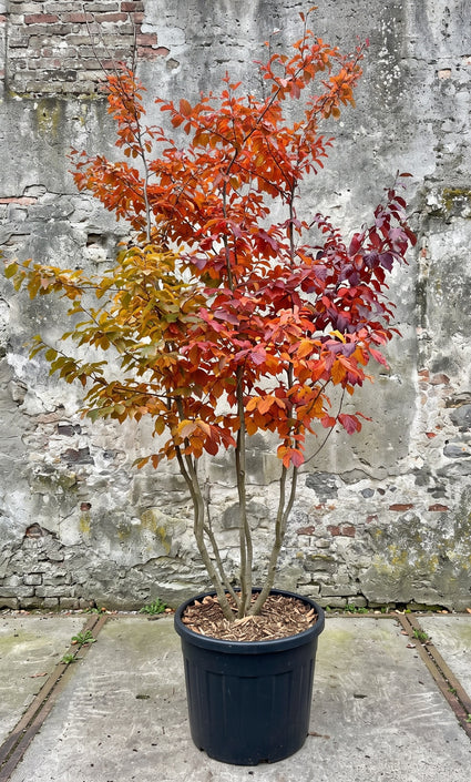 Perzisch ijzerhout (Meerstammig) - Parrotia persica 'Vanessa'