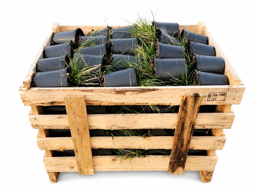 Lampenpoetsersgras - Pennisetum alopecuroides 'Hameln' aanbieding C1.5 pot - 80 stuks