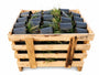 Lampenpoetsersgras - Pennisetum alopecuroides 'Hameln' aanbieding C1.5 pot - 80 stuks