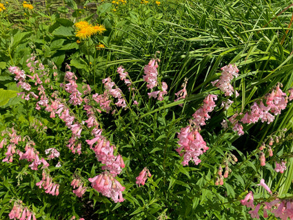 Slangenkop - Penstemon 'Apple Blossom'