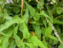 Duizendknoop (Wit) - Persicaria amplexicaulis 'Alba'