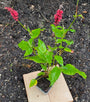 Duizendknoop (Roze, 120 cm hoog) - Persicaria amplexicaulis 'Pink Elephant'