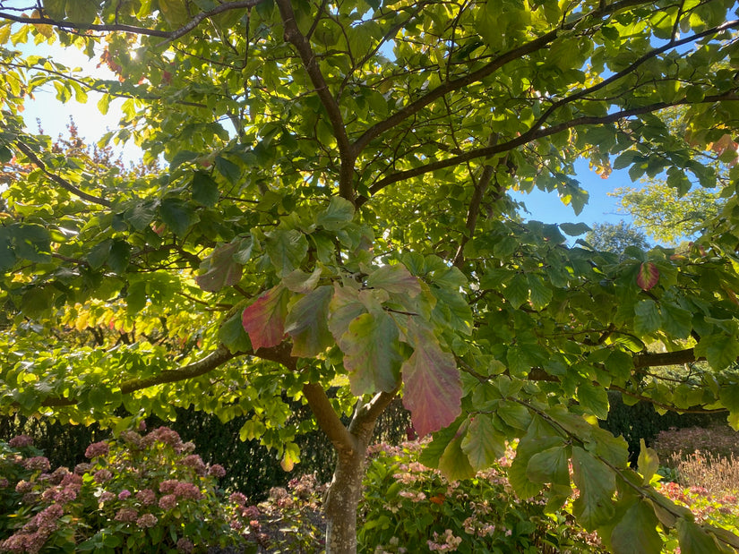 Perzisch ijzerhout - Parrotia Persica