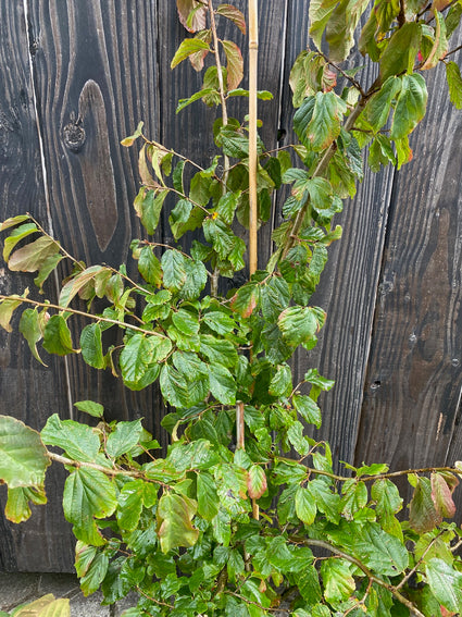 perzisch-ijzerhout boompje Parrotia Persica in pot c7-5 100-125cm voorbeeld wat u koopt