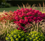 Flox (Hoogte 70 cm rood) - Phlox 'Kirchenfürst'