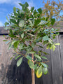 Glansmispel Photinia 'Red Robin' Hoogstam boom