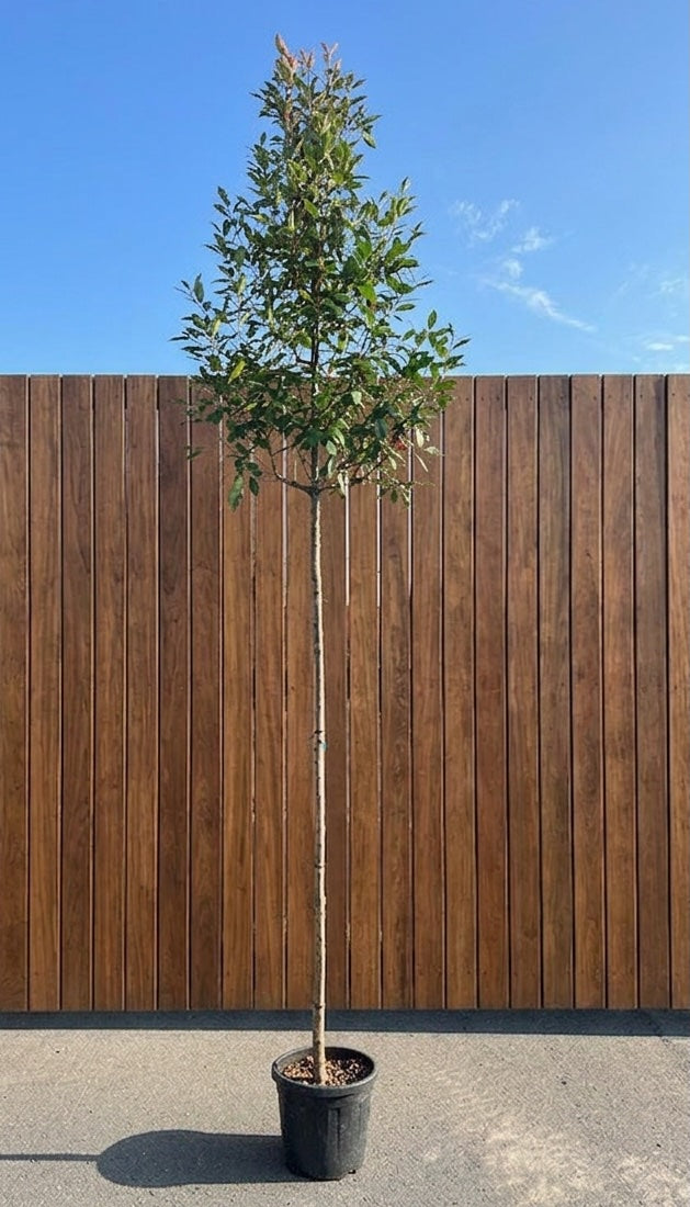 Glansmispel hoge op stam - Photinia 'Red Robin' hoogstam