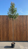 Glansmispel hoge op stam - Photinia 'Red Robin' hoogstam