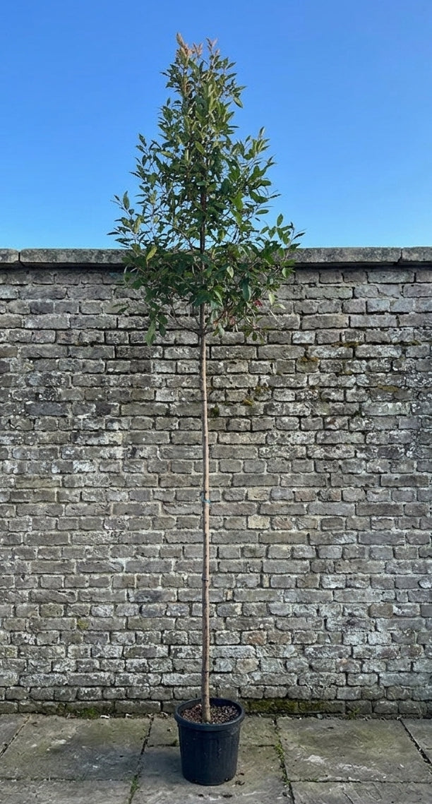 Glansmispel hoge op stam - Photinia 'Red Robin' hoogstam