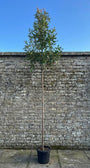 Glansmispel hoge op stam - Photinia 'Red Robin' hoogstam