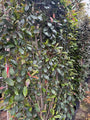 Kant en Klaar haag Glansmispel - 180 x 110 cm - Photinia fraseri 'Red Robin' Wintergroen