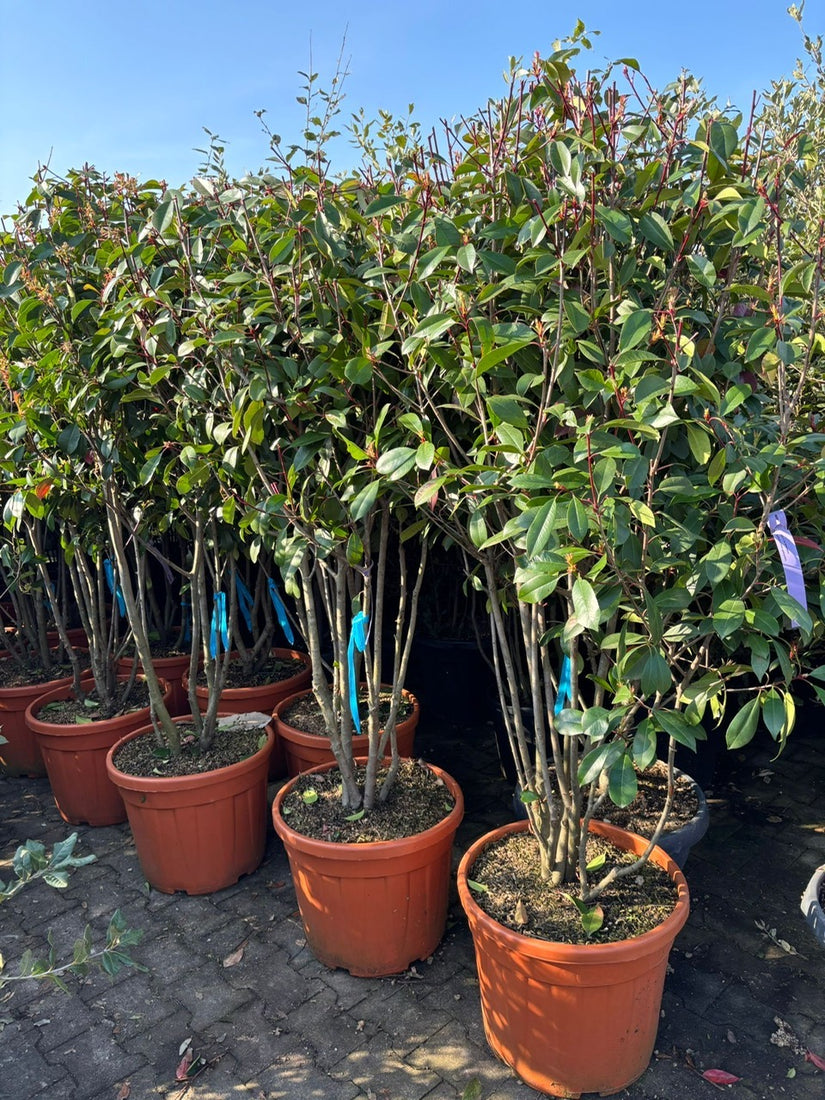 meerstammige Photinia red robin
