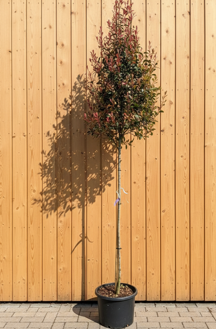 Glansmispel - Photinia 'Robusta compacta'