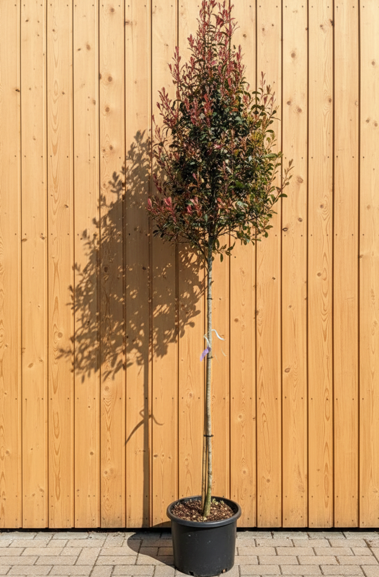 Glansmispel - Photinia 'Robusta compacta'