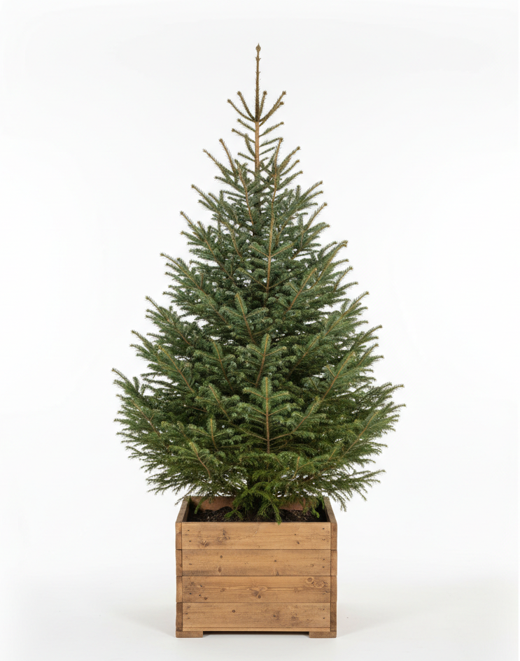 Echte kerstboom - Fijnspar - Picea abies met kluit