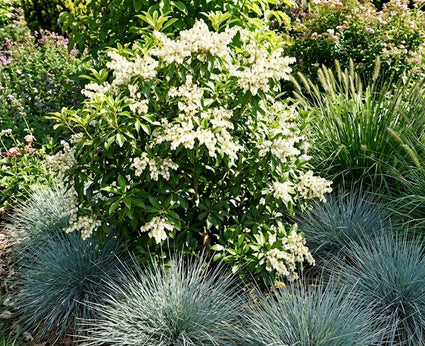 Rotsheide - Pieris japonica 'Debutante'