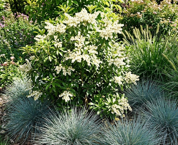 Rotsheide - Pieris japonica 'Debutante'