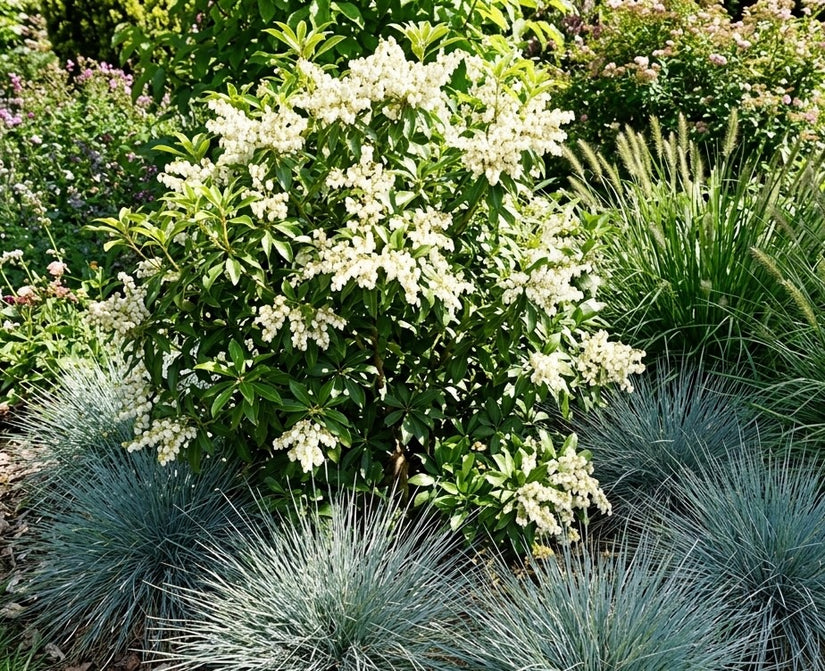 Rotsheide - Pieris japonica 'Debutante'