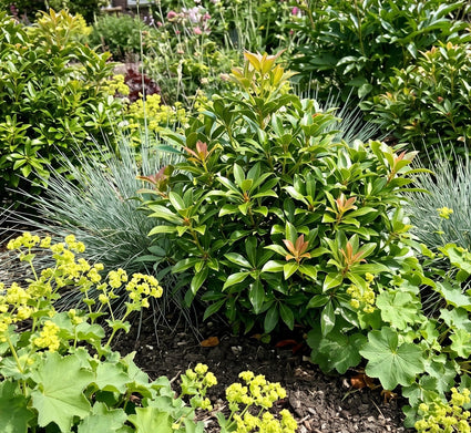 Pieris japonica 'Little Heath Green'