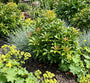Pieris japonica 'Little Heath Green'