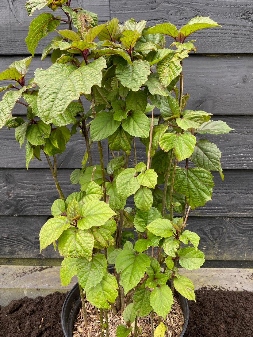 Kansenboom - Clerodendrum trichotomum (Pindakaasboom)