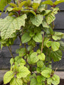 Kansenboom - Clerodendrum trichotomum (Pindakaasboom)