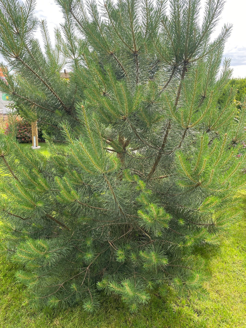 Grove den - Pinus sylvestris