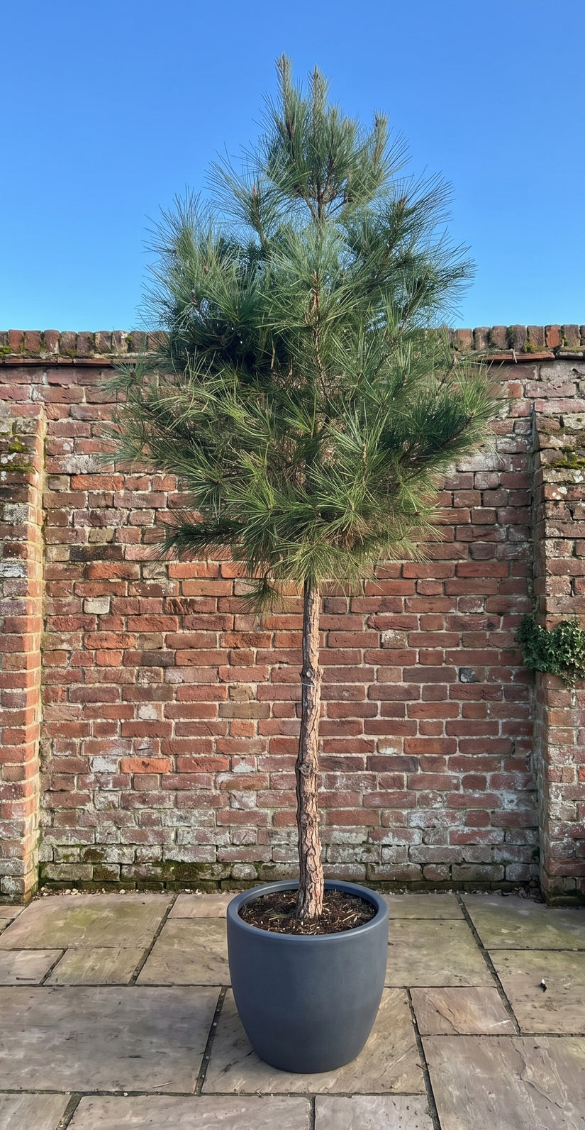 Zeeden - Pinus pinaster op hoge stam